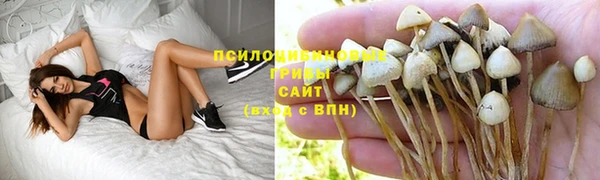 индика Белокуриха